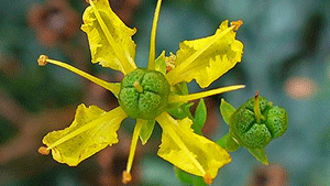 Απήγανος 50γρ