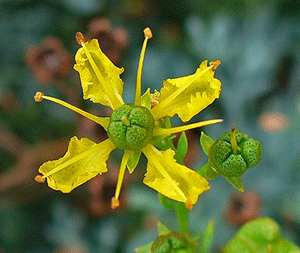 Απήγανος 50γρ