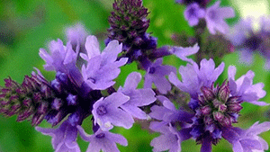 Βερμπένα 50γρ