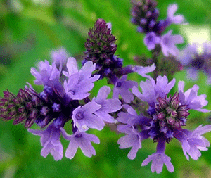 Βερμπένα 50γρ