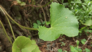 Γκότου Κόλα 50 γρ