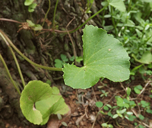 Γκότου Κόλα 50 γρ