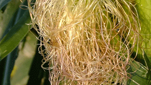 Γένια Καλαμποκιού 50g