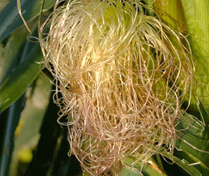 Γένια Καλαμποκιού 50g