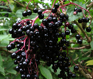 Ζαμπούκος Ανθός 50g