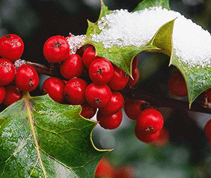 Ιξός - Γκι 50γρ