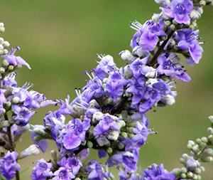 Λυγαριά 50γρ