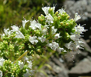 Ρίγανη Ελληνική 50γρ