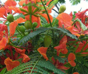 Σανταλόξυλο 50γρ