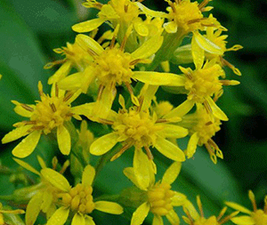 Σολιντάγκο 50γρ