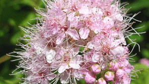 Σπειραία 50γρ