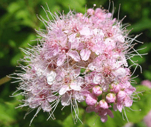 Σπειραία 50γρ