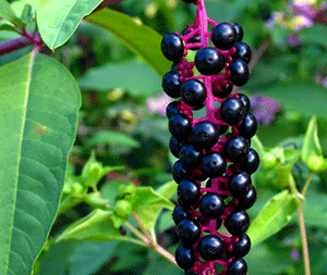 Φυτολάκα 50γρ