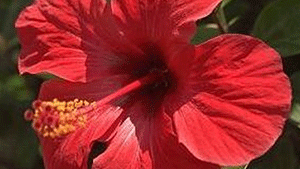 Ιβίσκος 50γρ