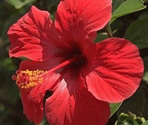 Ιβίσκος 50γρ