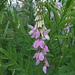 Γκαλέγκα – Galega officinalis 50g