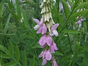 Γκαλέγκα – Galega officinalis 50g