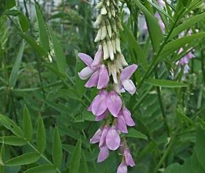 Γκαλέγκα – Galega officinalis 50g