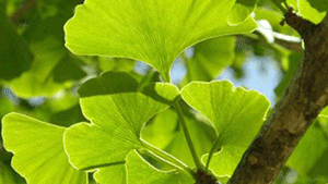 Γκίνγκο Μπιλόπμπα 50γρ