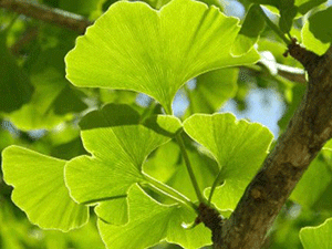 Γκίνγκο Μπιλόπμπα 50γρ