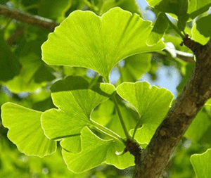 Γκίνγκο Μπιλόπμπα 50γρ