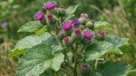 Κολλητσίδα Ρίζα (Arctium lappa) 100γρ | Βότανο | DonCapone
