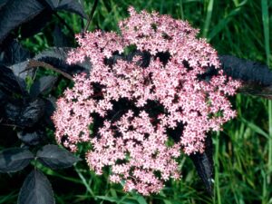 Ζαμπούκο άνθη (Sambucus nigra) για αναπνευστικό, αποχρεμπτική δράση, φυσική άμυνα