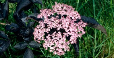 Ζαμπούκο άνθη (Sambucus nigra) για αναπνευστικό, αποχρεμπτική δράση, φυσική άμυνα