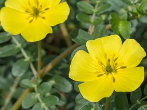 Τριβόλι Σκόνη 100g (Tribulus terrestris)