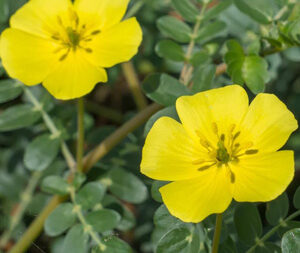 Τριβόλι Σκόνη 100g (Tribulus terrestris)