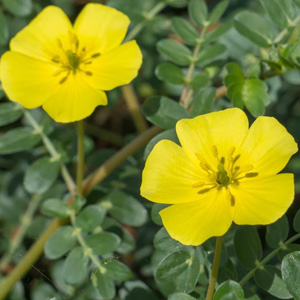 Τριβόλι Σκόνη 100g (Tribulus terrestris)