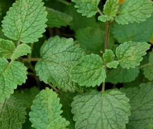 Μελισσόχορτο 50γρ