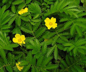 Νταμιάνα 50γρ