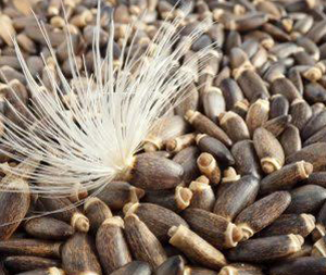 Σπόροι Γαϊδουράγκαθου 100γρ