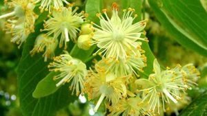 Τίλιο – Φλαμούρι 50g