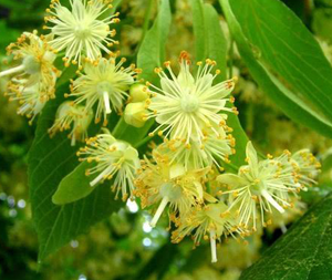 Τίλιο – Φλαμούρι 50g