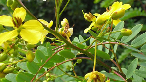 Φύλλα Αλεξανδρείας 50γρ