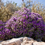 Θυμάρι Ελληνικό 100γρ