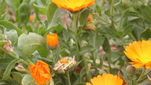 Καλέντουλα 50γρ