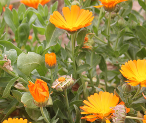 Καλέντουλα 50γρ