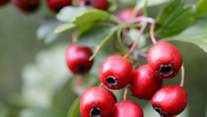 Κράταιγος 50γρ