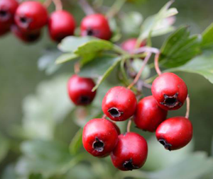 Κράταιγος 50γρ