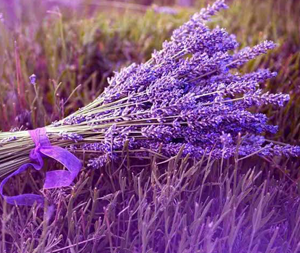 Λεβάντα 50γρ