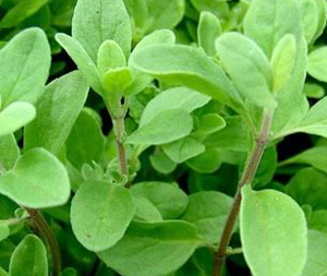 Ματζουράνα