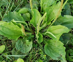 Πεντάνευρο 50γρ