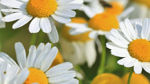 Χαμομήλι 70γρ