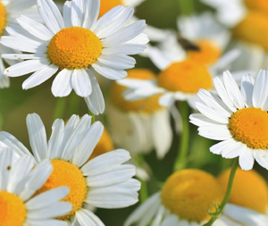 Χαμομήλι 70γρ