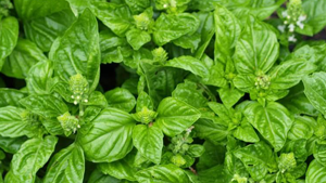 Βασιλικός 50g