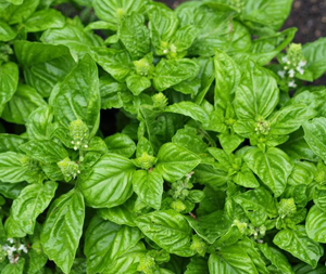 Βασιλικός 50g