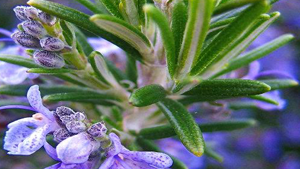 Δεντρολίβανο 50g